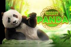 Giant Panda