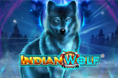 Indian Wolf