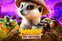 Meerkat?