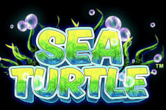 Sea Turtle