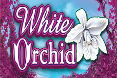 white orchid