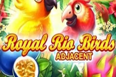 Royal Rio Birds