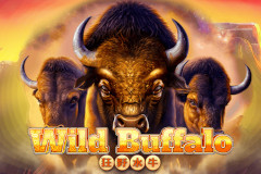 Wild Buffalo