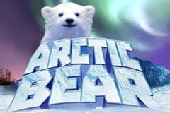 Arctic Bear