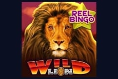 Wild Lion with Reel Bingo