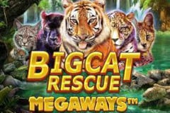 Revisión de la tragamonedas Big Cat Rescue Megaways