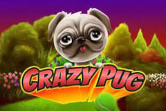 Crazy Pug