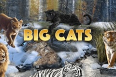 Big Cats